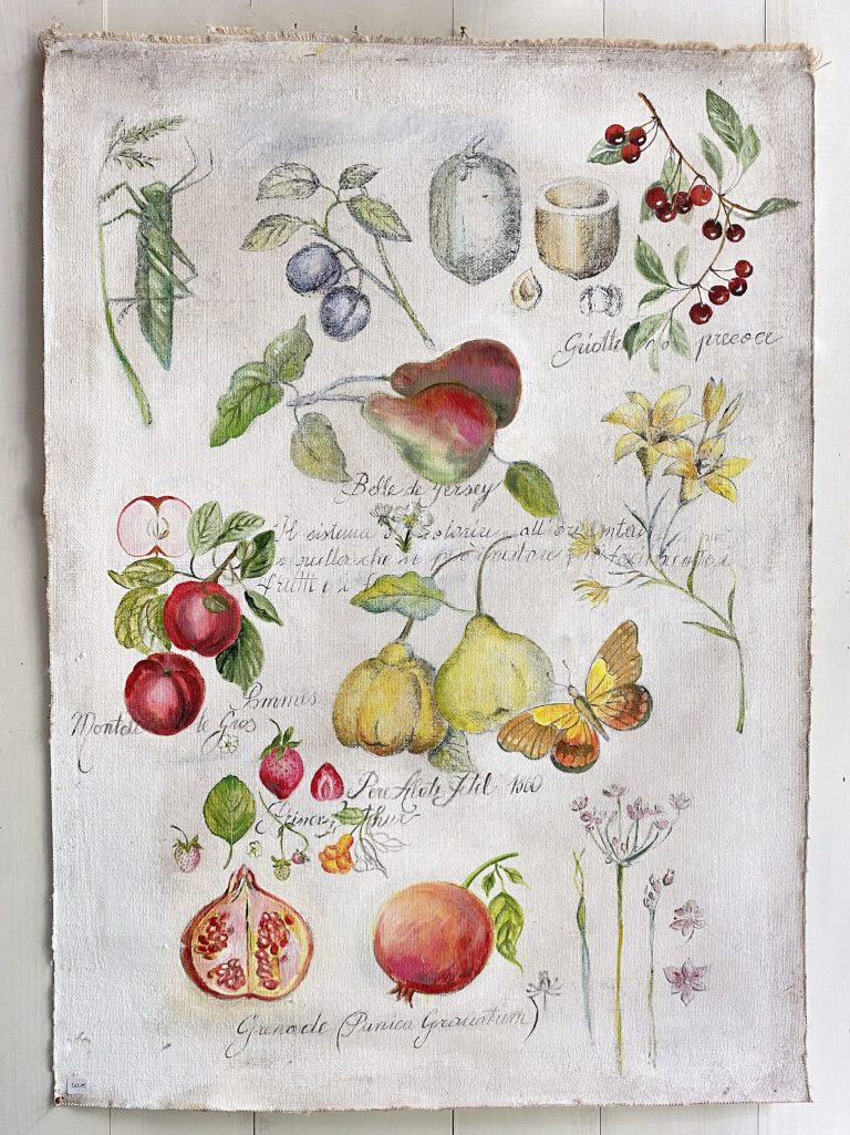 tela botanica